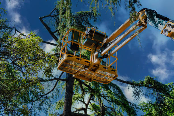 Reliable Point Venture, TX Tree Removal and Landscaping Services Solutions